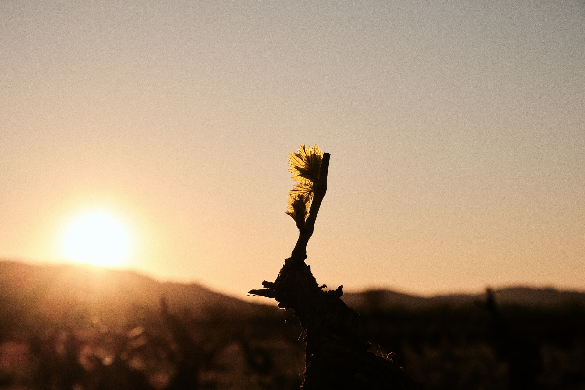 Brote de vid a contraluz con el sol poniéndose tras las montañas