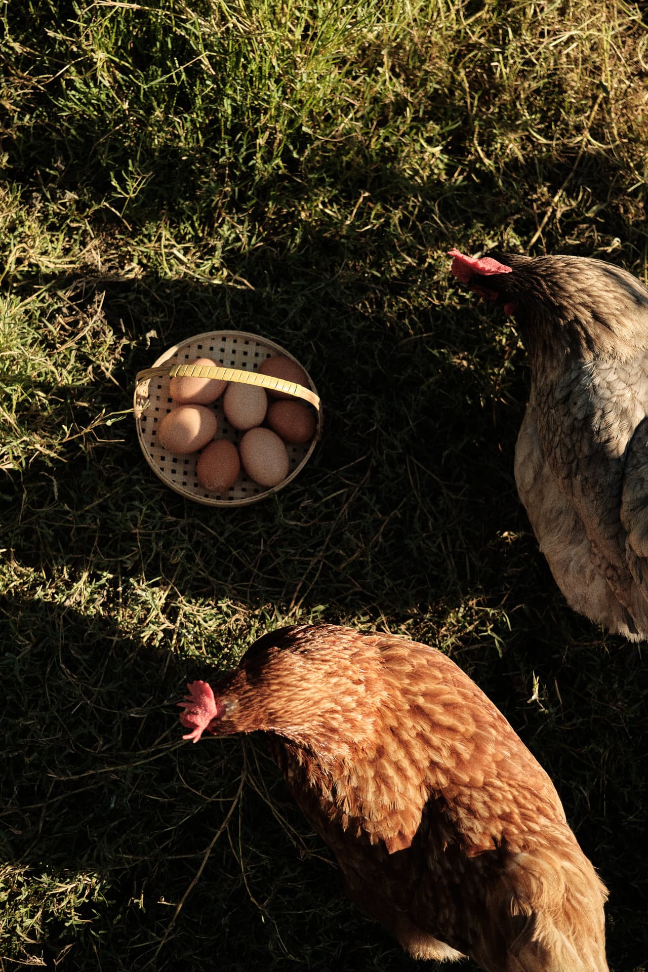 Cesta con huevos junto a dos gallinas