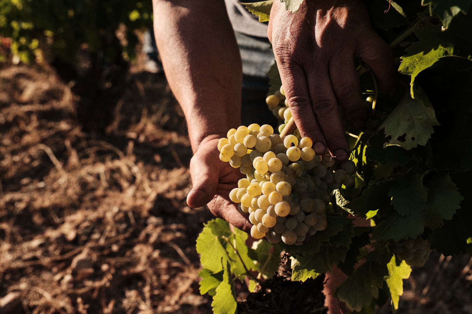 Manos sosteniendo un racimo de uva blanca