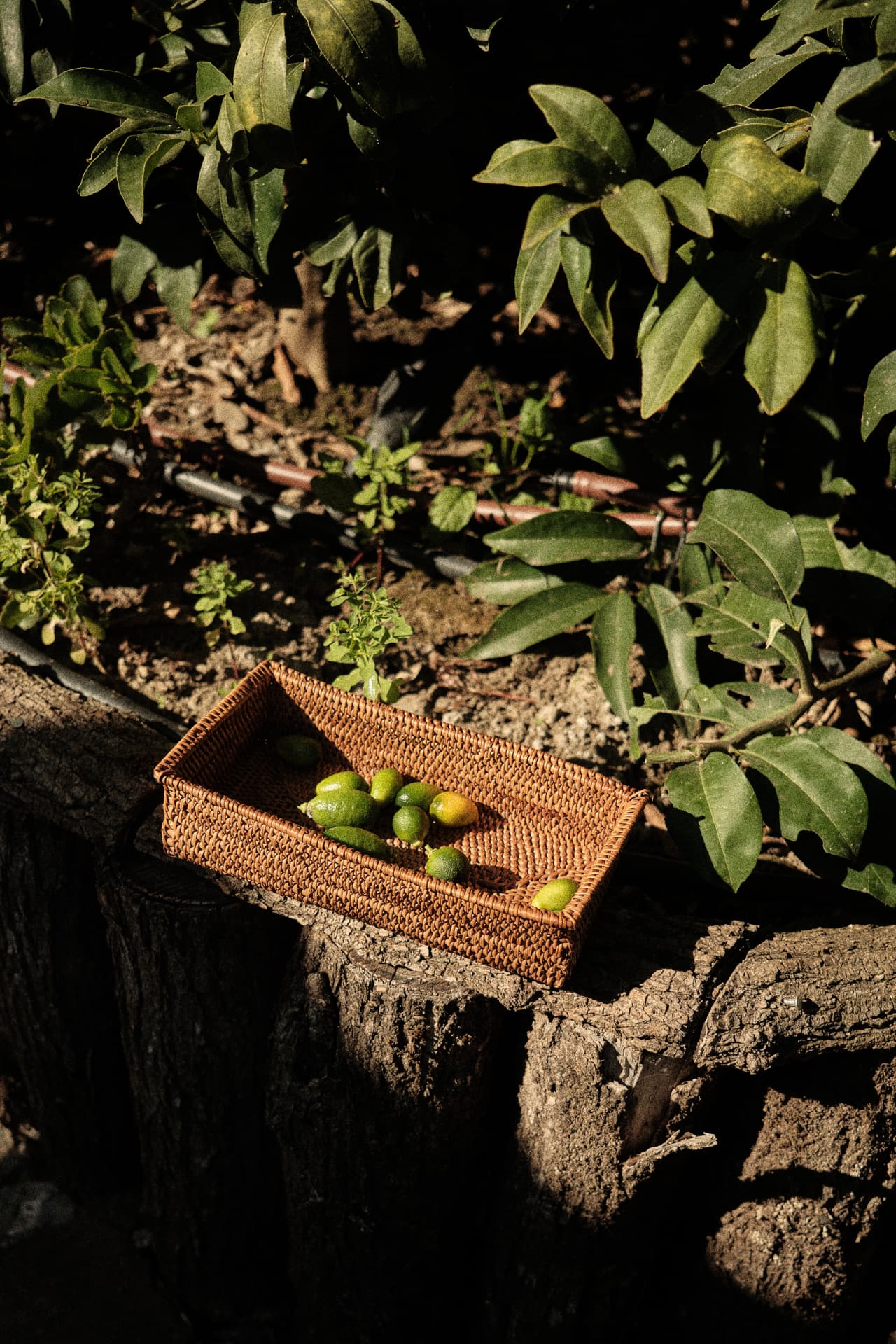 Cesta de mimbre con fruta recién recogida