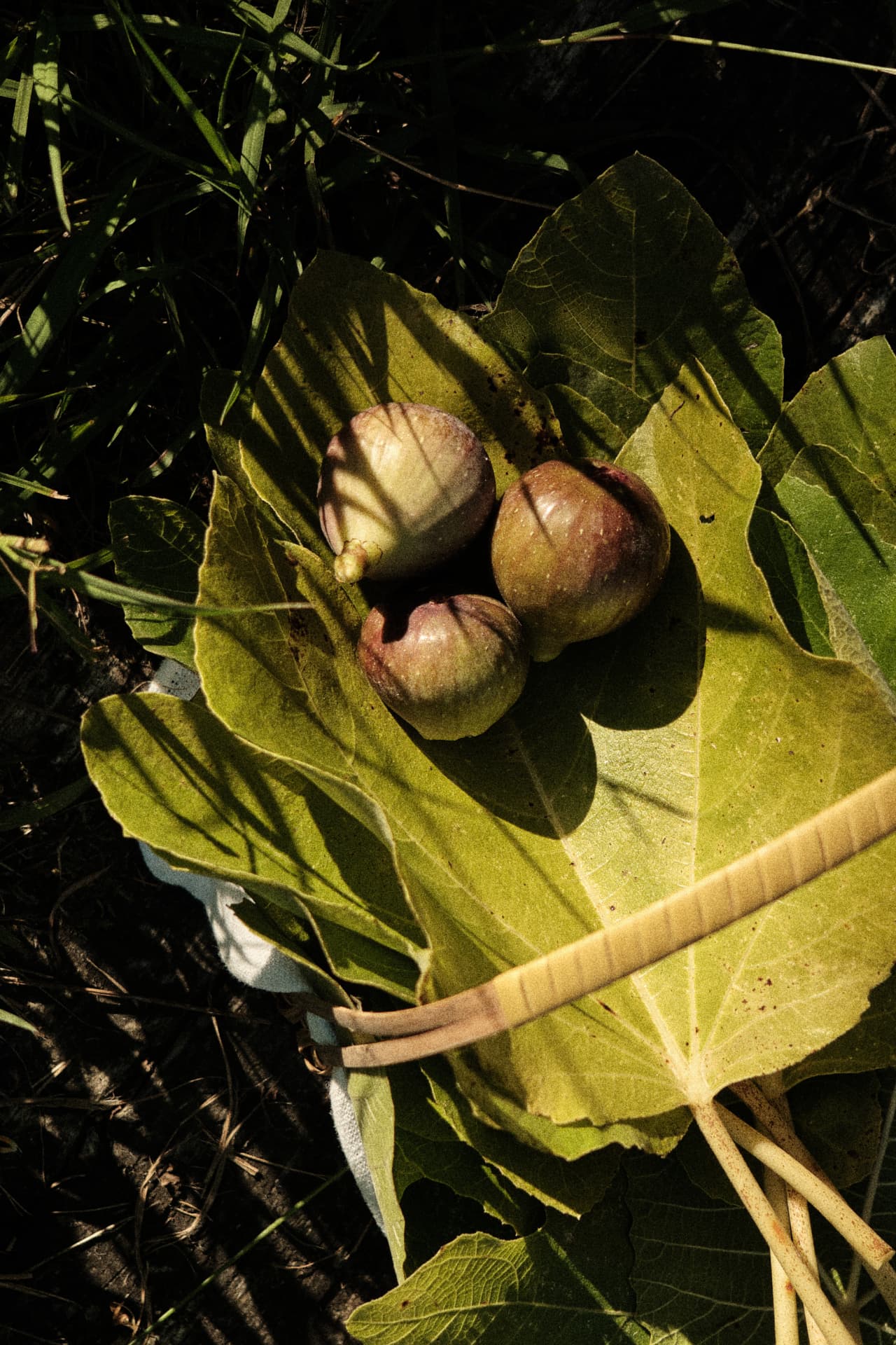 Higos sobre una hoja de higuera