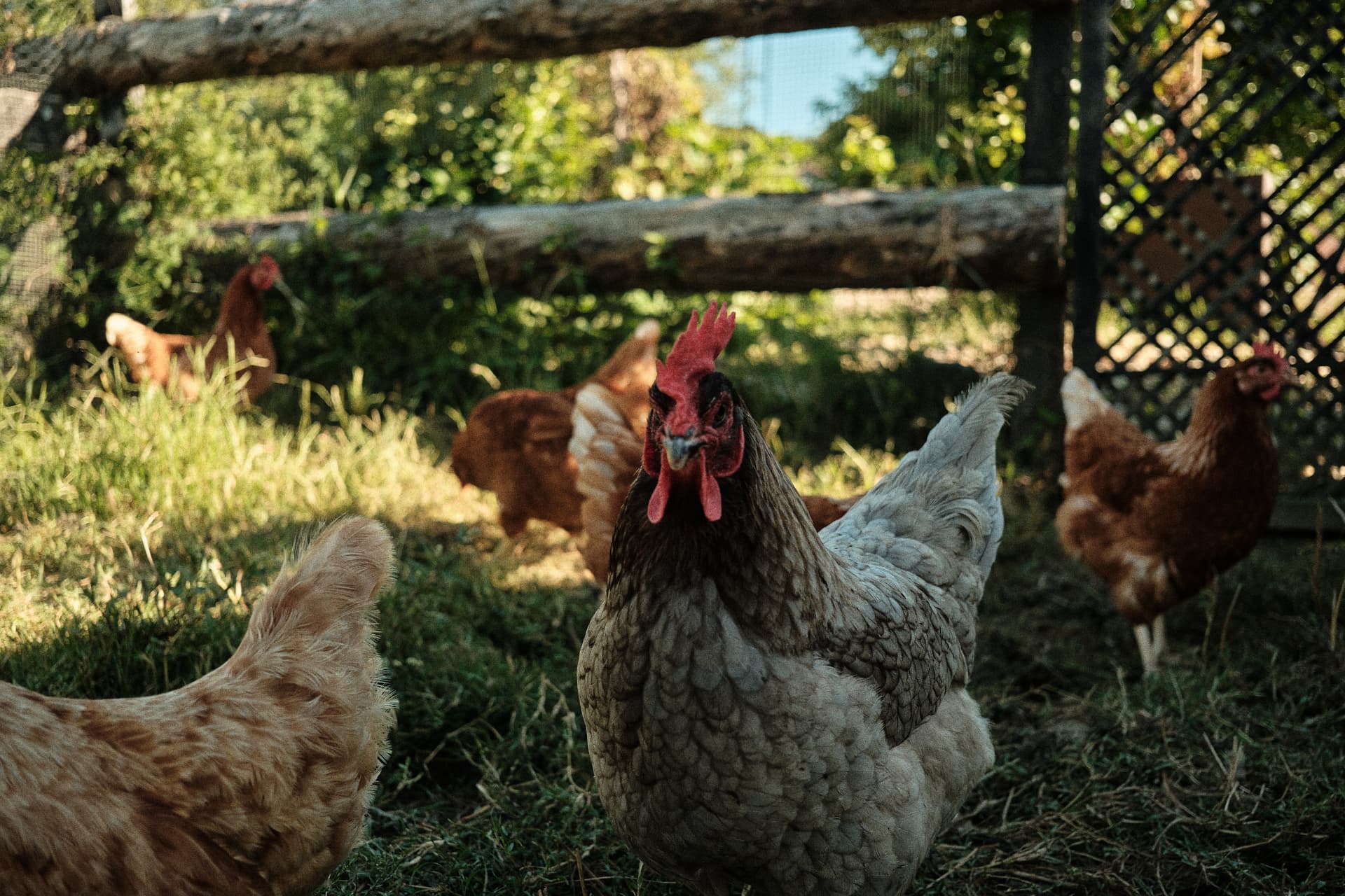 Gallinas en el corral al sol