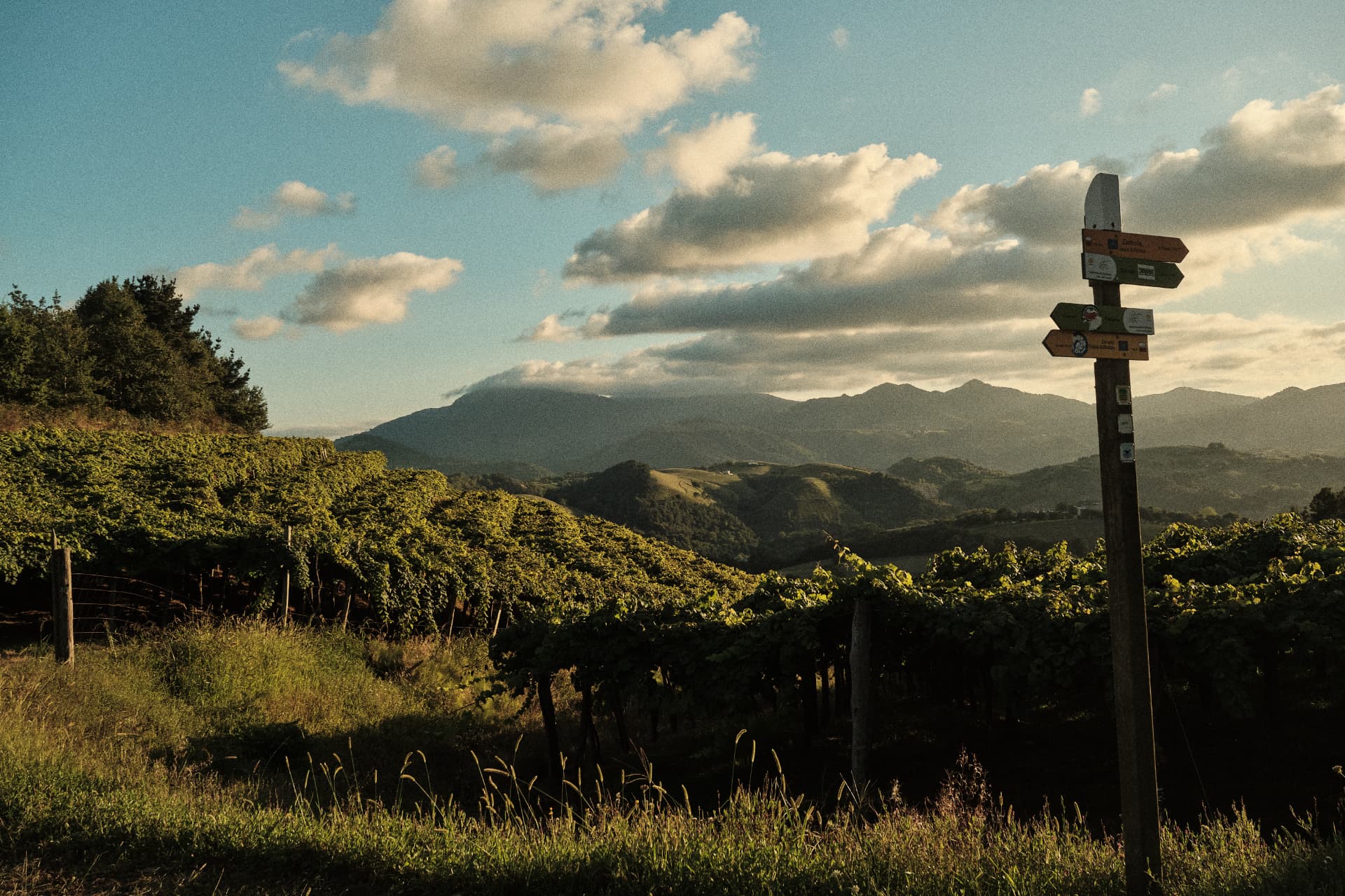 Viñedos y montañas junto a un poste de señalización