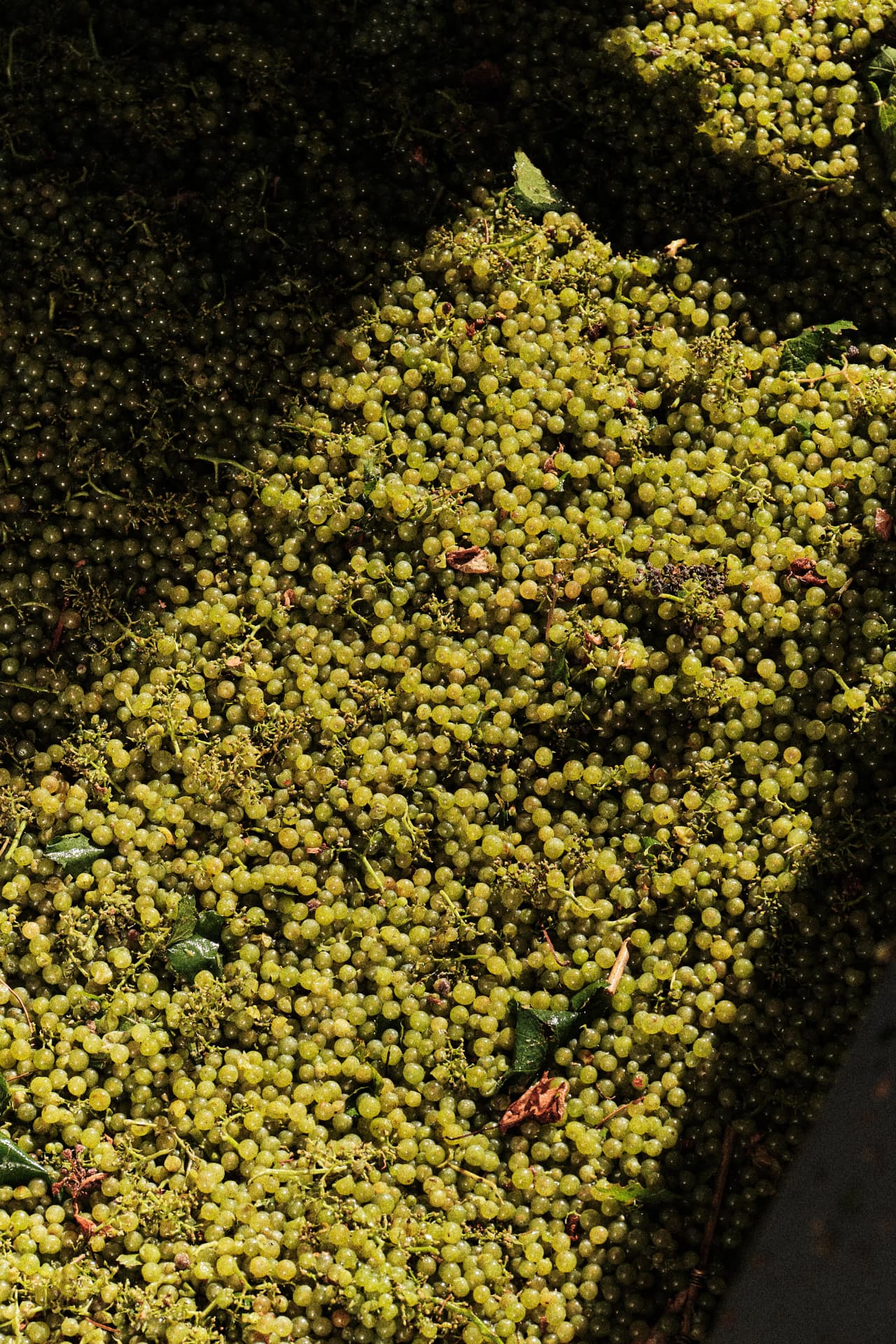 Uva blanca recién descargada en el depósito