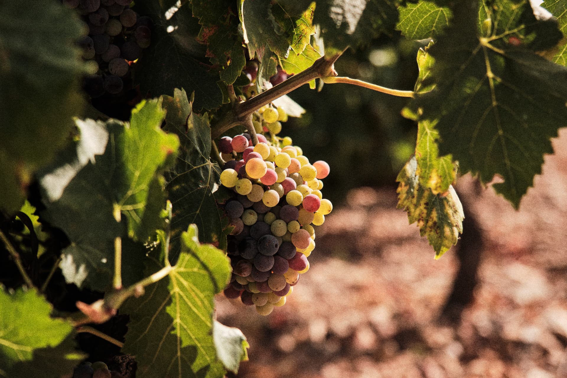 Racimo de uvas madurando en la cepa
