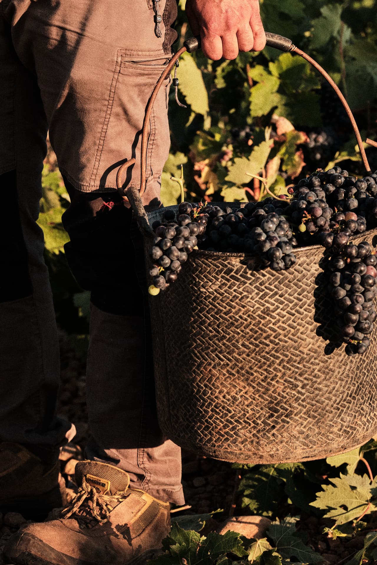 Cesta de mimbre con uvas recién vendimiadas