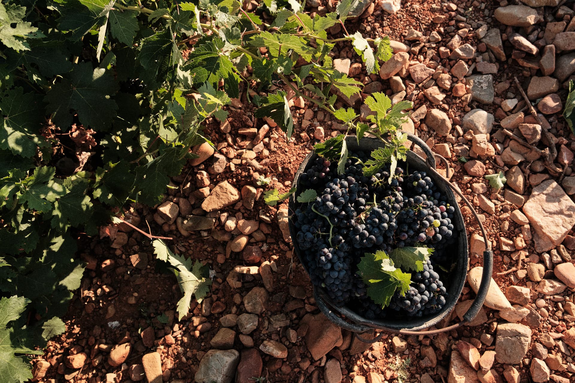 Cubo con uvas recogidas sobre el suelo de piedra