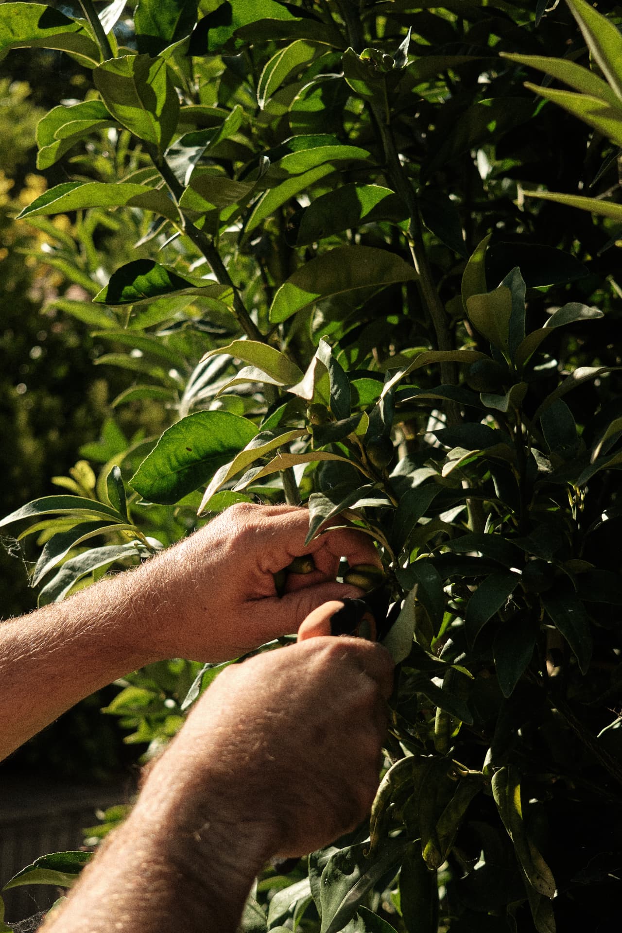 Manos recogiendo fruta entre las hojas