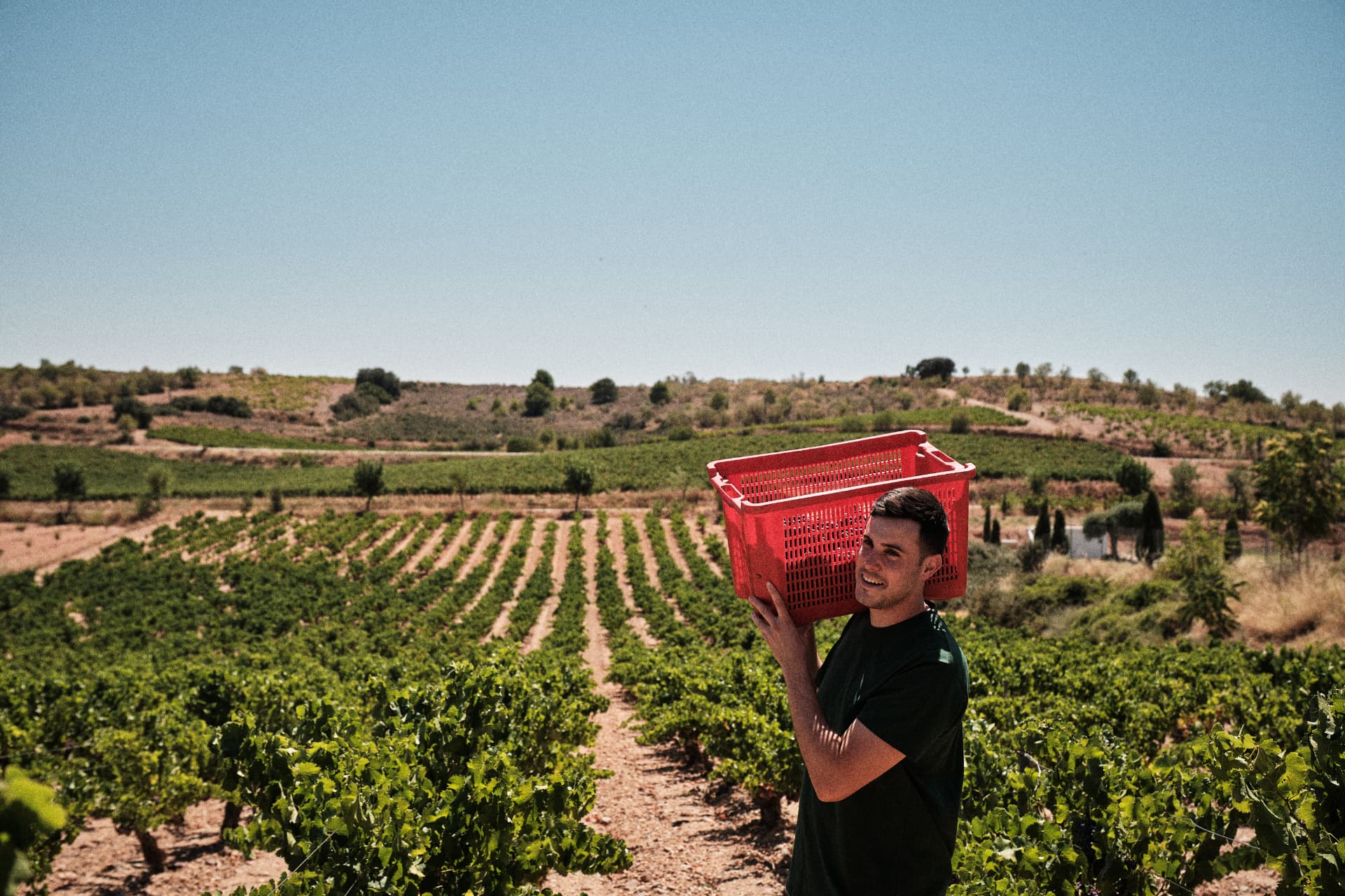 Vendimiador cargando una caja al hombro entre las viñas