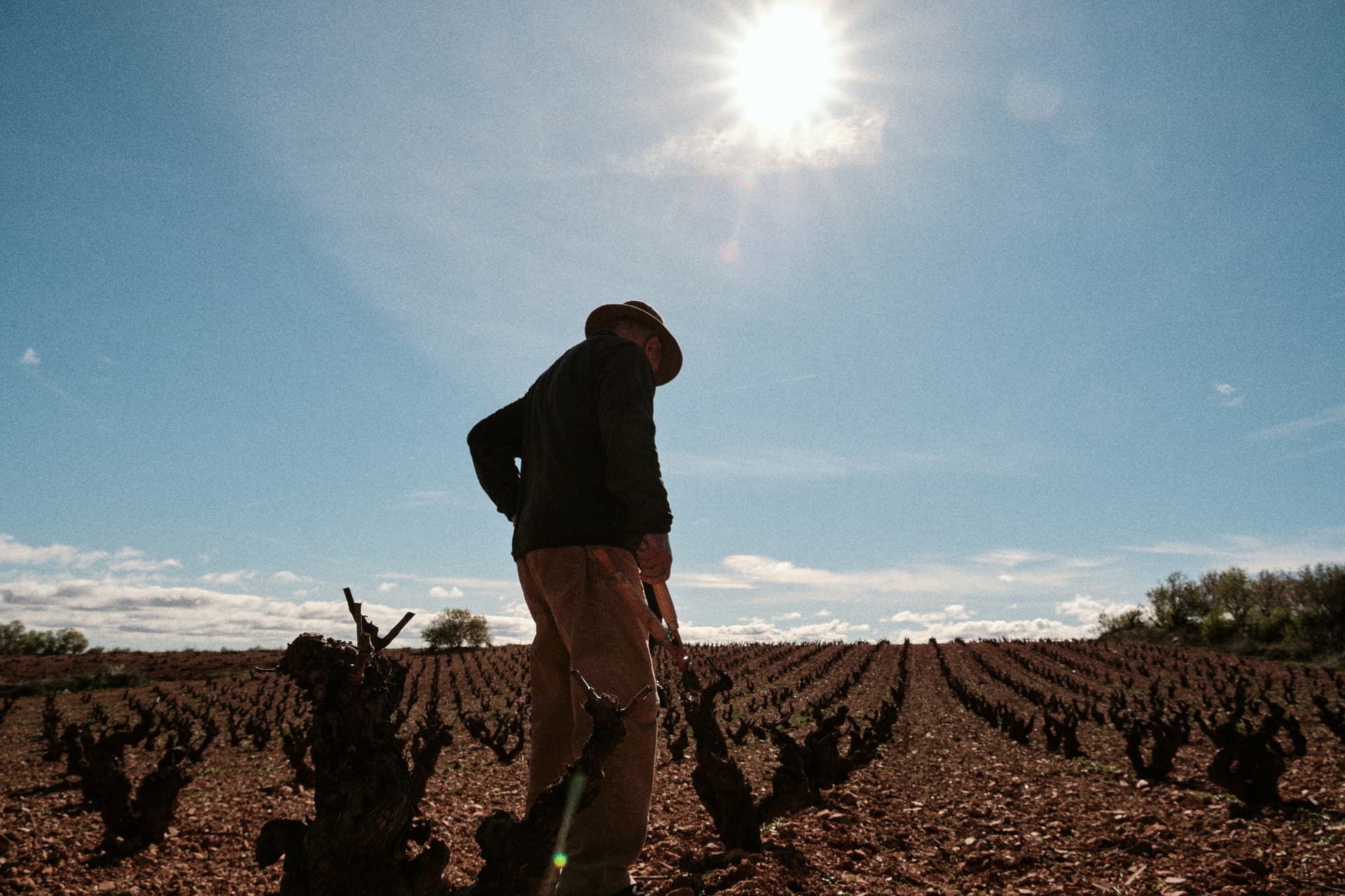 Hombre podando las cepas a contraluz
