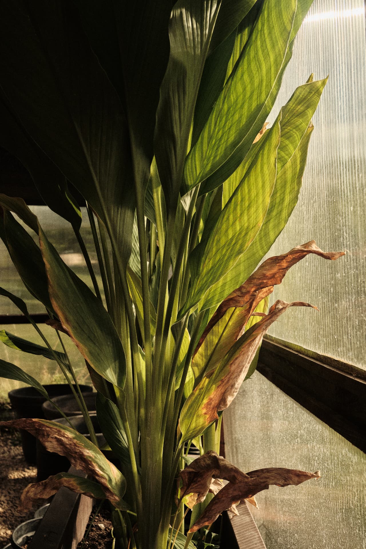 Planta a contraluz dentro de un invernadero