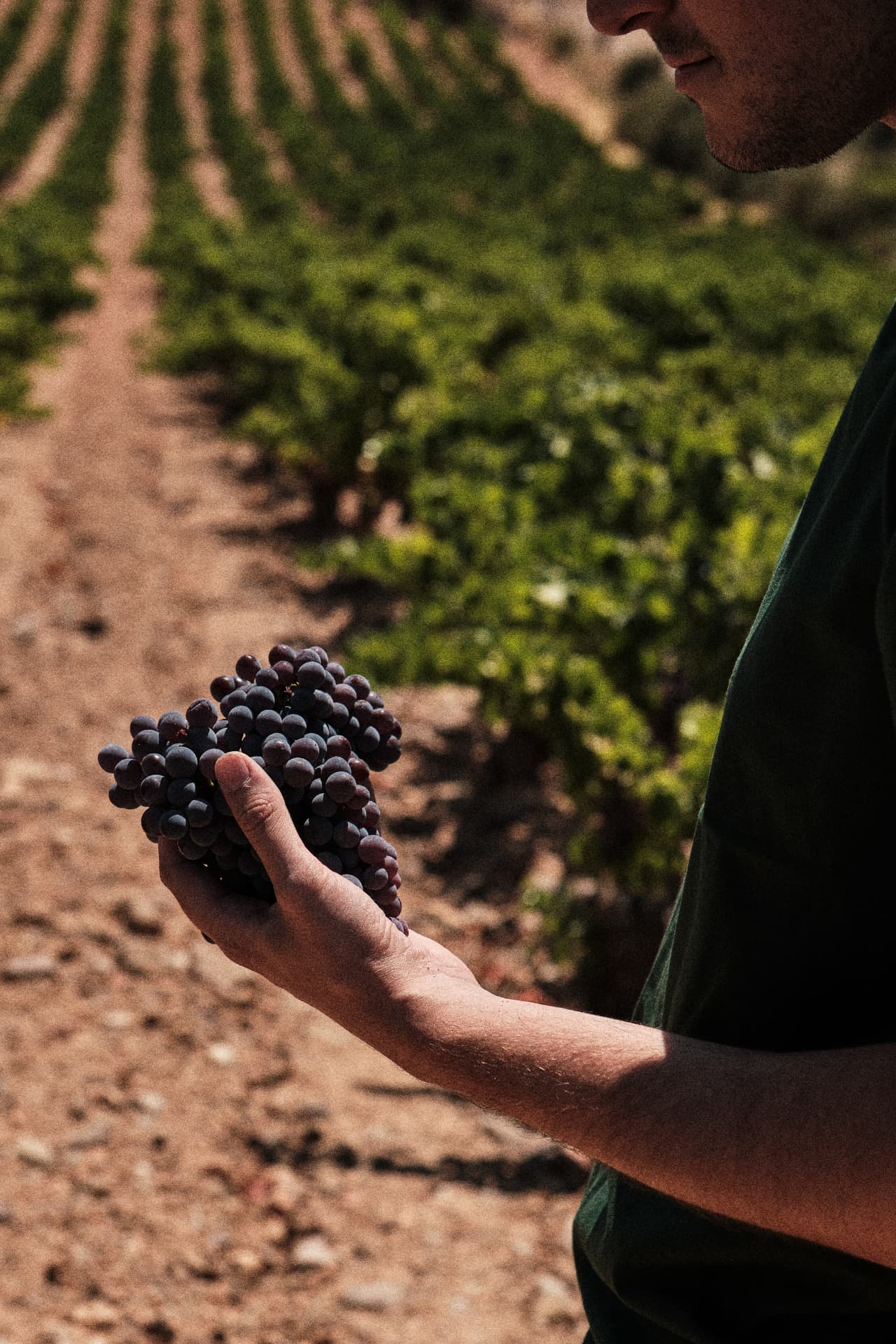 Mano sosteniendo un racimo de uva tinta en el viñedo