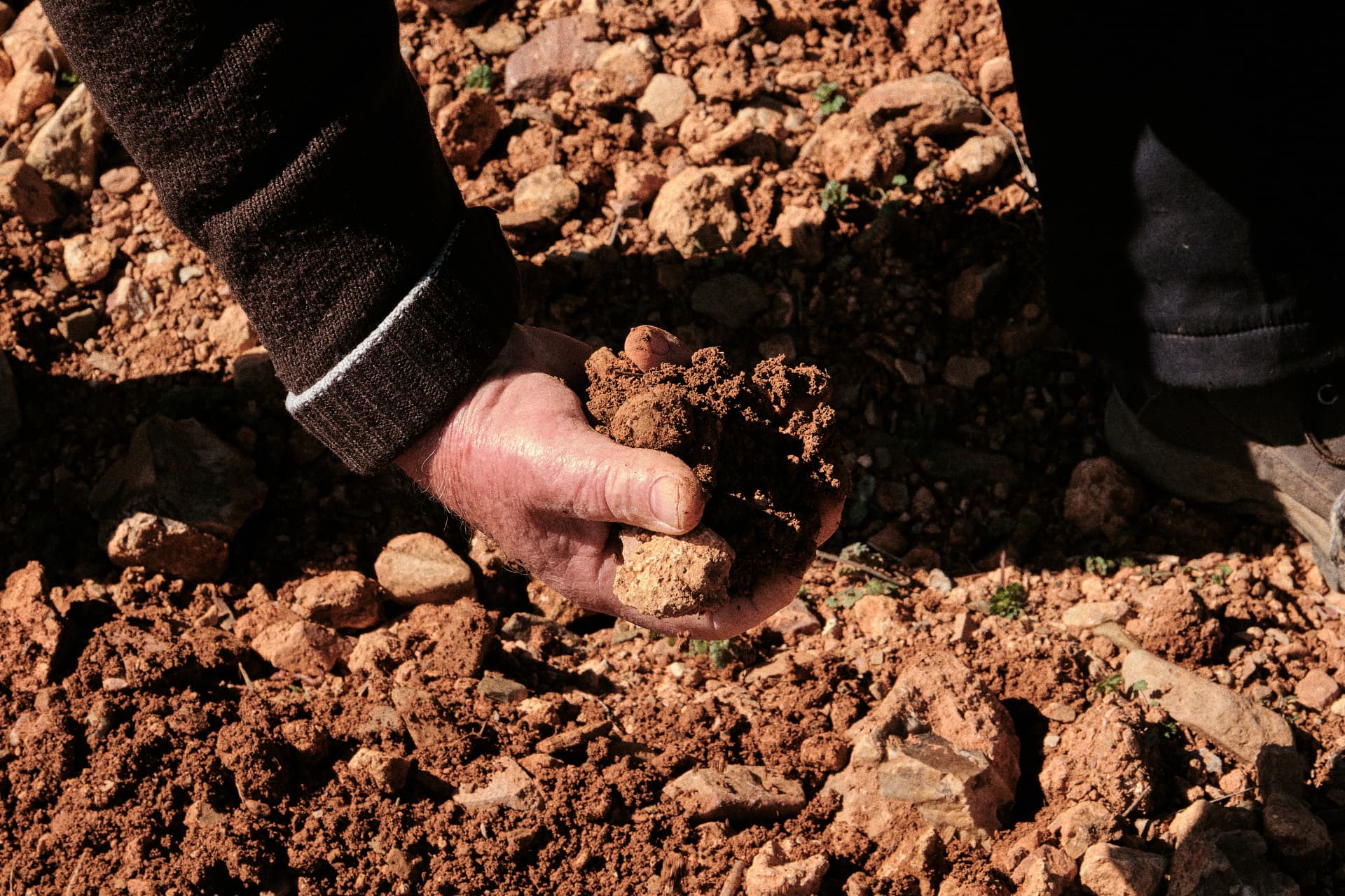 Mano sosteniendo tierra del viñedo