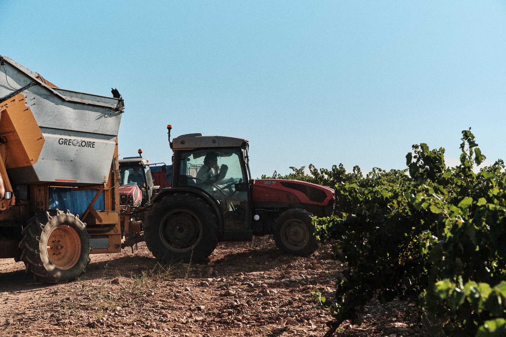 Tractor y vendimiadora entre las hileras